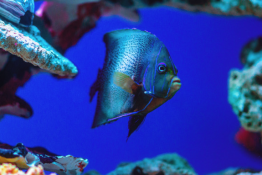 Oceanarium Kołobrzeg